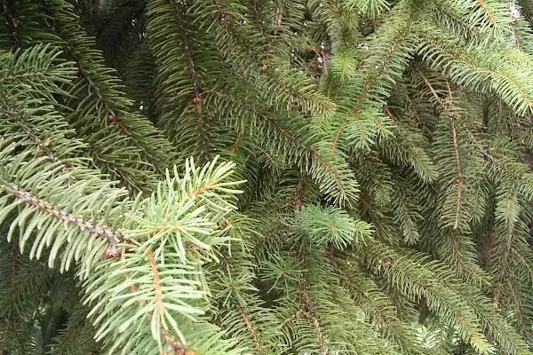 Şafaktepe Parkı - Resim 13