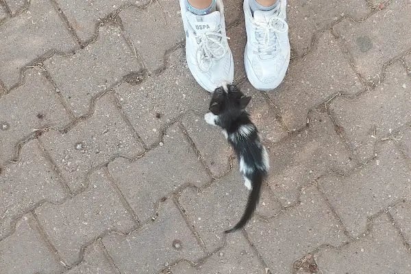 Güzelyalı Kedi Evi - Resim 6