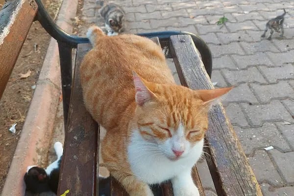 Güzelyalı Kedi Evi - Resim 2