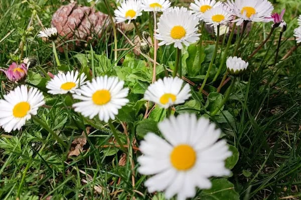 Denizli Büyükşehir Belediyesi Çamlık Parkı - Resim 15