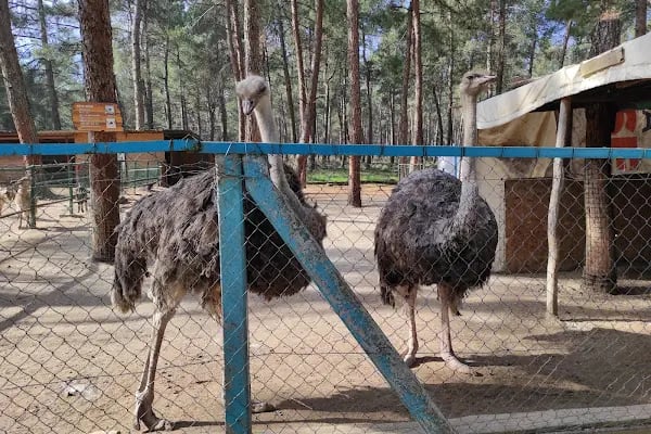 Denizli Büyükşehir Belediyesi Çamlık Parkı - Resim 9