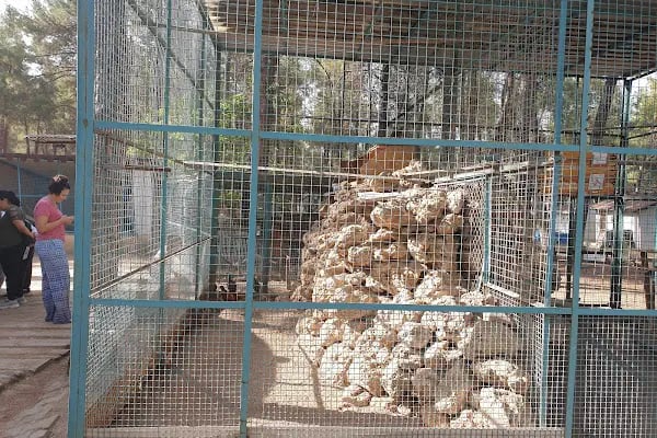 Denizli Büyükşehir Belediyesi Çamlık Parkı - Resim 12