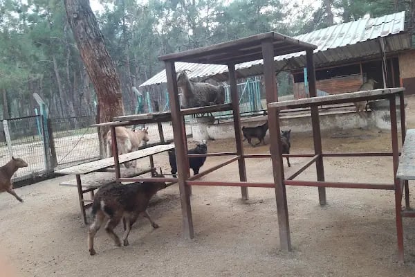 Denizli Büyükşehir Belediyesi Çamlık Parkı - Resim 10