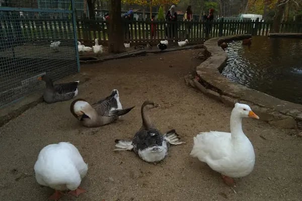 Denizli Büyükşehir Belediyesi Çamlık Parkı - Resim 18