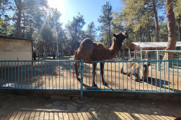 Denizli Büyükşehir Belediyesi Çamlık Parkı - Resim 7
