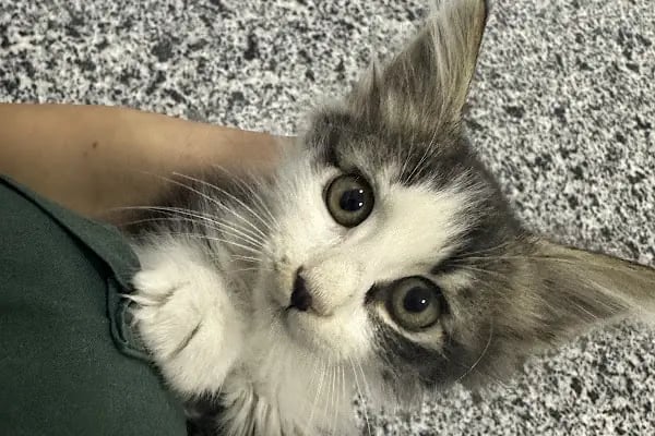 Tabiat Veteriner Kliniği - Resim 4