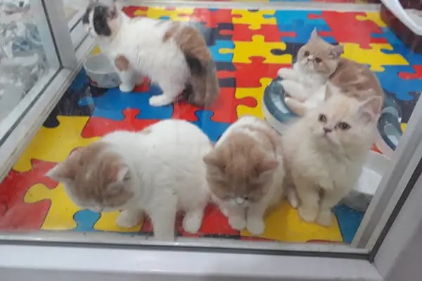 Flamingo Pet Shop - Resim 10