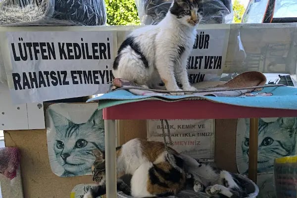 Golden Pet Shop Güzelyalı Göztepe stadı - Resim 18