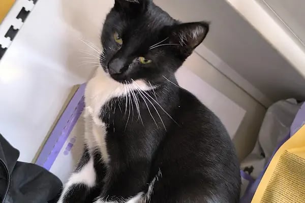 Golden Pet Shop Güzelyalı Göztepe stadı - Resim 13