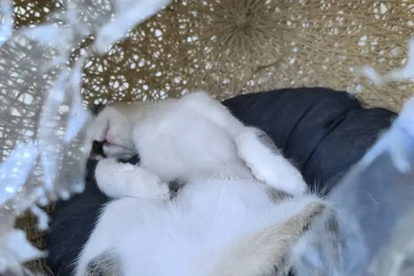 Golden Pet Shop Güzelyalı Göztepe stadı - Resim 10