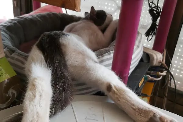 Golden Pet Shop Güzelyalı Göztepe stadı - Resim 15