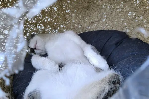 Golden Pet Shop Güzelyalı Göztepe stadı - Resim 5