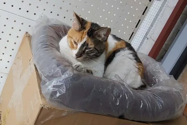 Golden Pet Shop Güzelyalı Göztepe stadı - Resim 17