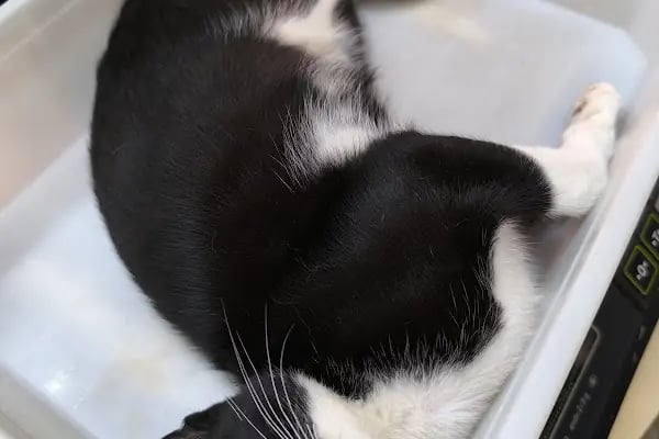 Golden Pet Shop Güzelyalı Göztepe stadı - Resim 19