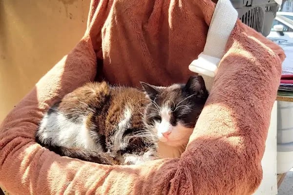 Golden Pet Shop Güzelyalı Göztepe stadı - Resim 3