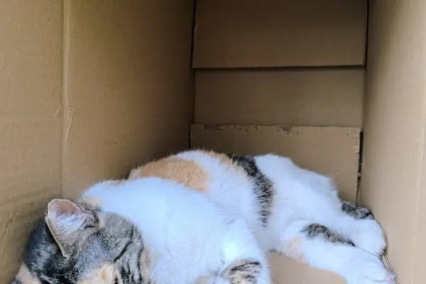 Golden Pet Shop Güzelyalı Göztepe stadı - Resim 12