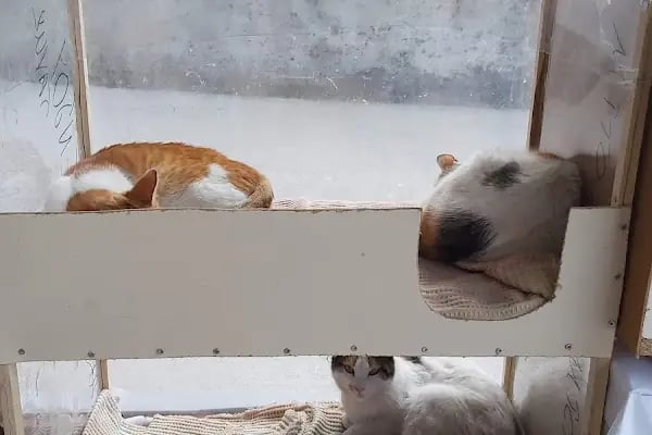 Golden Pet Shop Güzelyalı Göztepe stadı - Resim 7