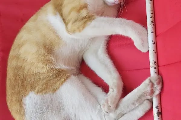 Golden Pet Shop Güzelyalı Göztepe stadı - Resim 6