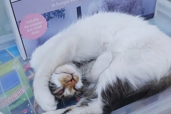 Golden Pet Shop Güzelyalı Göztepe stadı - Resim 16