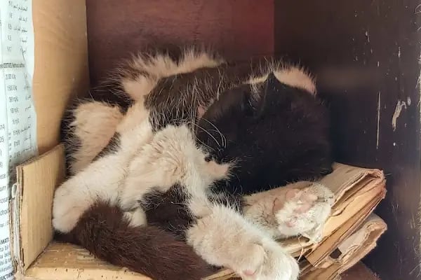 Golden Pet Shop Güzelyalı Göztepe stadı - Resim 11
