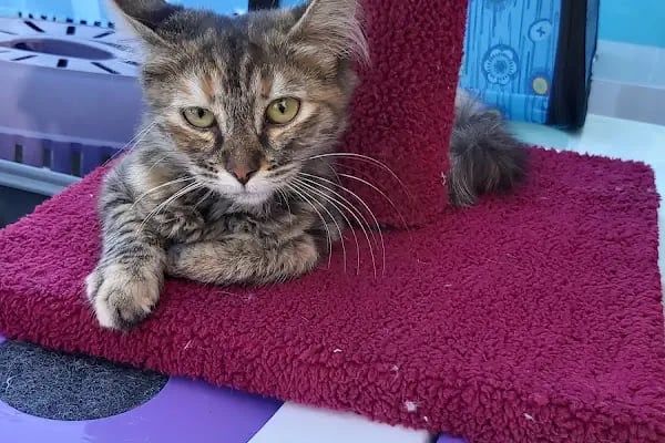Golden Pet Shop Güzelyalı Göztepe stadı - Resim 9