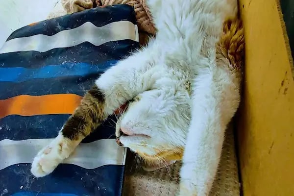 Golden Pet Shop Güzelyalı Göztepe stadı - Resim 8