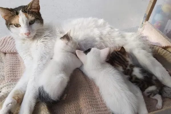 Golden Pet Shop Güzelyalı Göztepe stadı - Resim 4