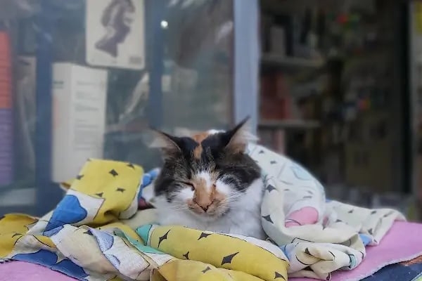 Golden Pet Shop Güzelyalı Göztepe stadı - Resim 14