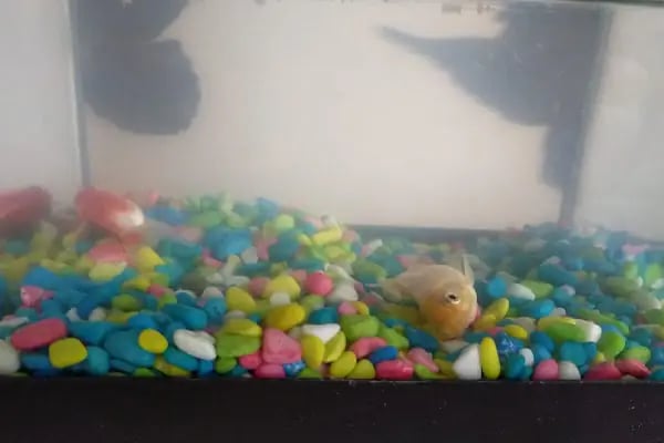 Hobi Pet Shop - Resim 19