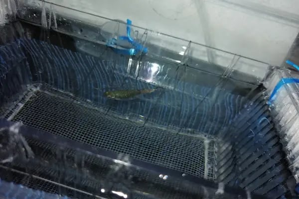 Hobi Pet Shop - Resim 18