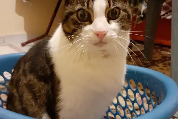 Hobi Pet Shop - Resim 8