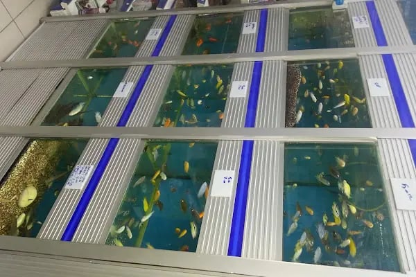 Beynur Petshop - Resim 4