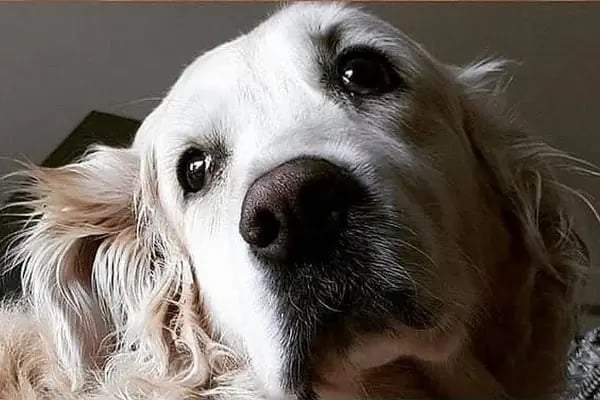 Petivet Veteriner Kliniği - Resim 3