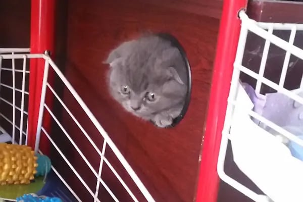 Ataşehir pet kuaför - Resim 2