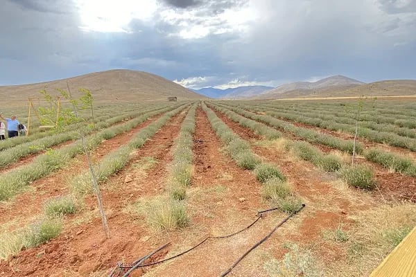 Afşin Arı Evi - Resim 3