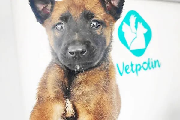 VETPOLİN VETERİNER KLİNİĞİ - Resim 4