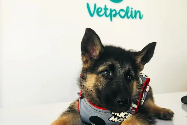 VETPOLİN VETERİNER KLİNİĞİ - Resim 3