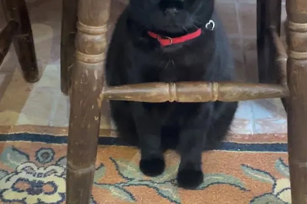 Narlıdere Bobo Veteriner kliniği - Resim 18
