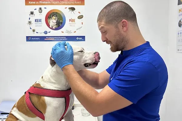 Narlıdere Bobo Veteriner kliniği - Resim 6