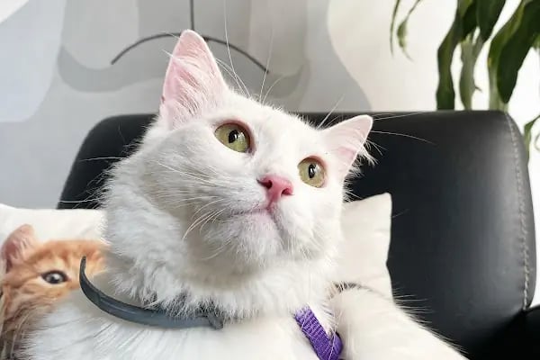 Yuka Veteriner Kliniği - Resim 9