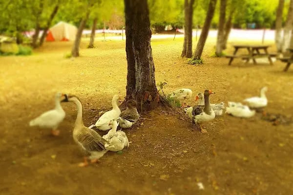 Sofular Köyū Halk Plajı - Resim 14