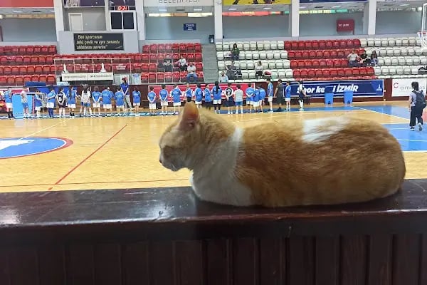 Celal Atik Spor Salonu - Resim 16