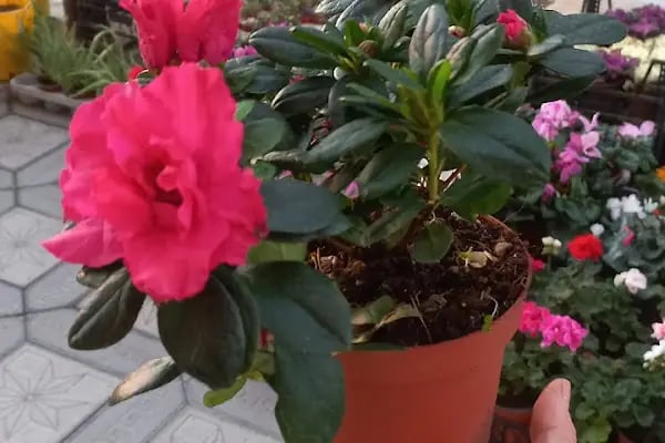 Şok Market Kapaklı Yaşar Doğu Mağazası - Resim 6