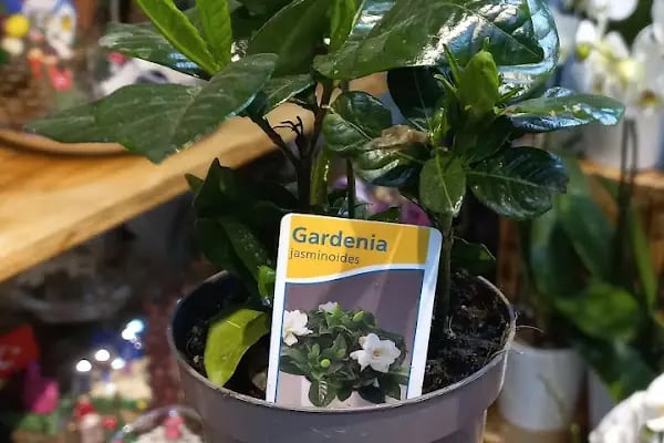 Şok Market Kapaklı Yaşar Doğu Mağazası - Resim 7