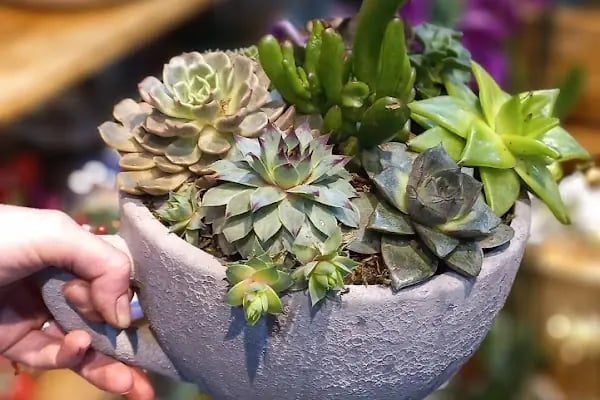 Şok Market Kapaklı Yaşar Doğu Mağazası - Resim 9