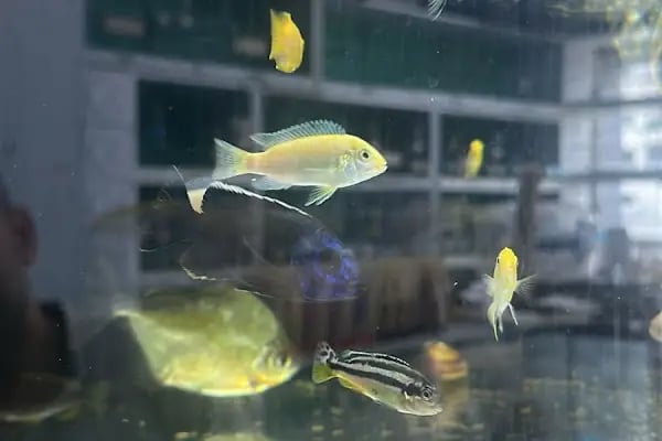 Petshop - Resim 4