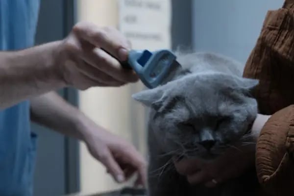 Güzelyalı Veteriner Kliniği - Resim 5