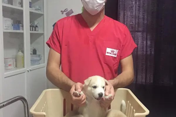 Güzelyalı Veteriner Kliniği - Resim 9