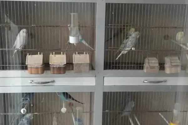 MALTA PETSHOP - Resim 5