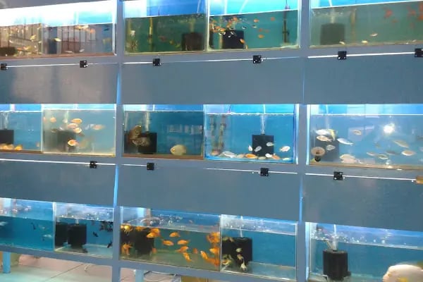 MALTA PETSHOP - Resim 8
